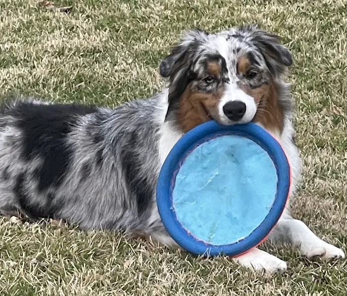 Healthy Pets Animal Hospital and Rehabilitation Center Picture 7