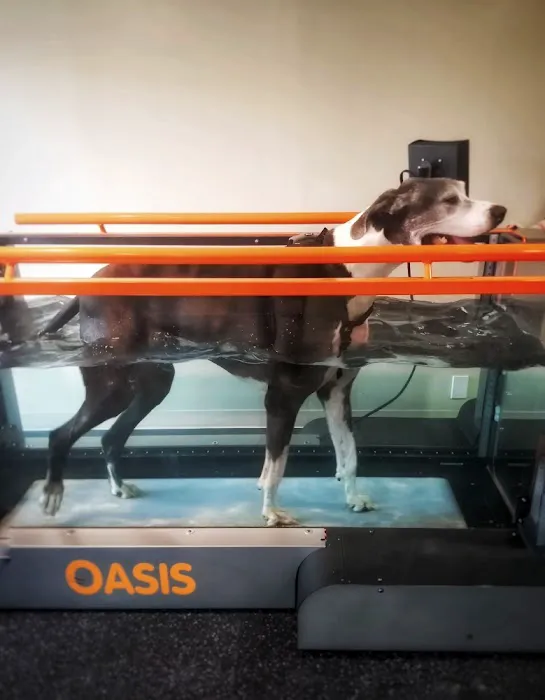 Healthy Pets Animal Hospital and Rehabilitation Center Picture 9