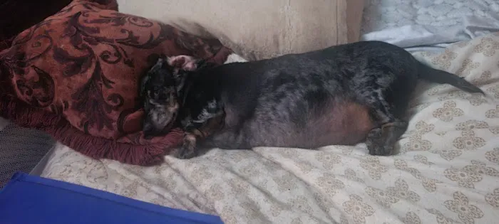 St Clair Animal Hospital Picture 1