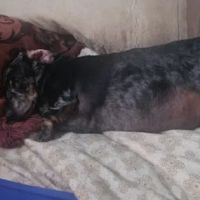 St Clair Animal Hospital ico