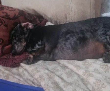 St Clair Animal Hospital