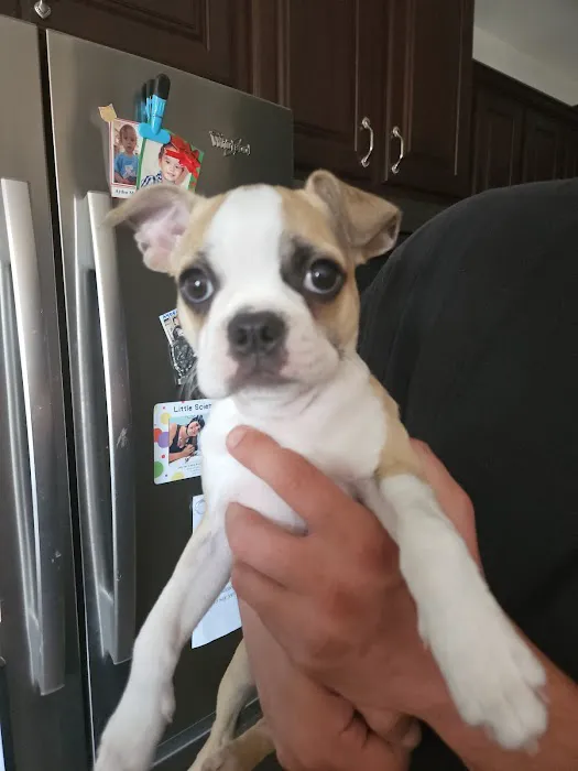 St Clair Animal Hospital Picture 4