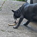 Belleville Animal Clinic