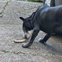 Belleville Animal Clinic ico