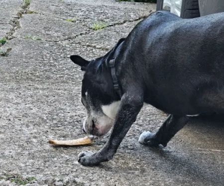 Belleville Animal Clinic