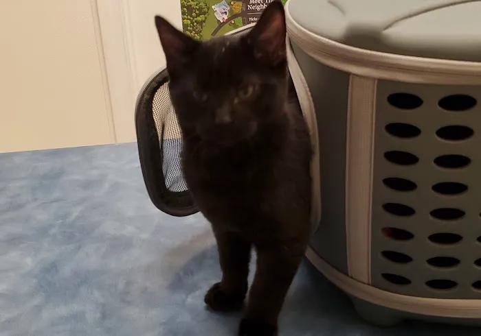 Belleville Animal Clinic Picture 5