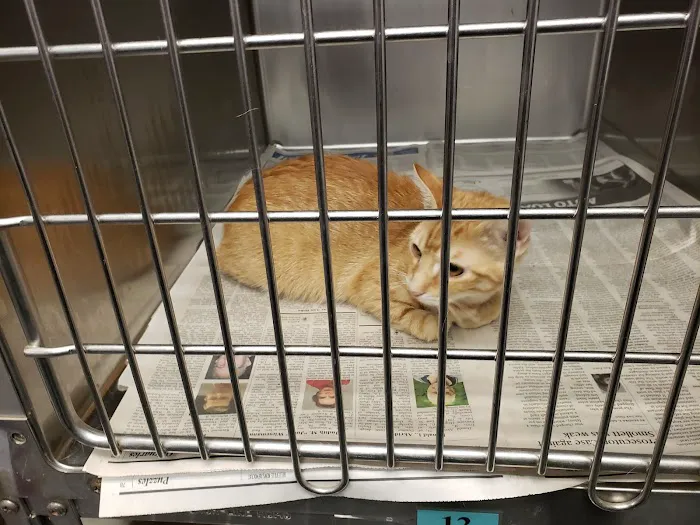 Belleville Animal Clinic Picture 7