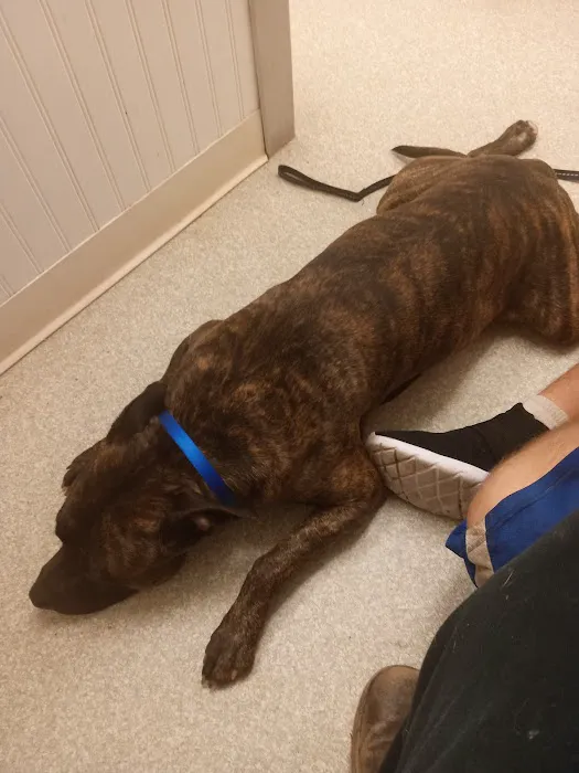 Belleville Animal Clinic Picture 8