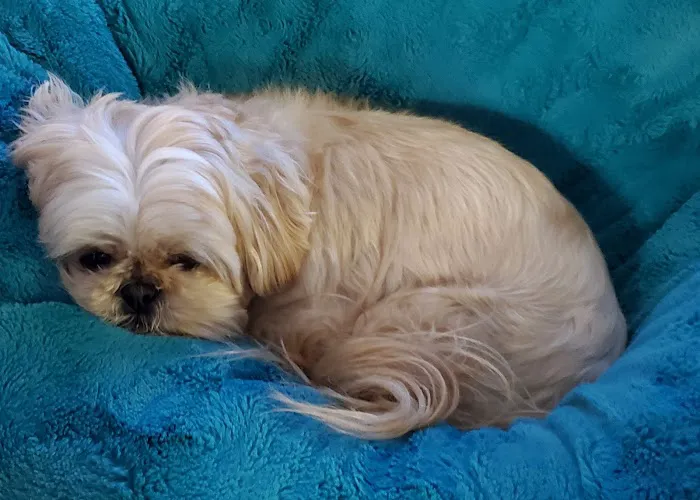 Best Friends Animal Hospital & Pet Resources Picture 2