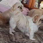 Best Friends Animal Hospital & Pet Resources