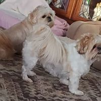 Best Friends Animal Hospital & Pet Resources ico