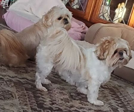 Best Friends Animal Hospital & Pet Resources