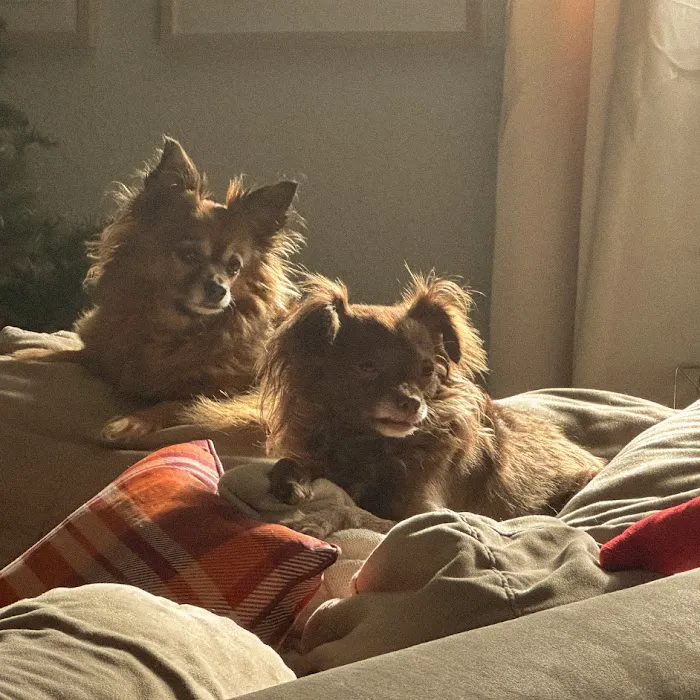 Best Friends Animal Hospital & Pet Resources Picture 4