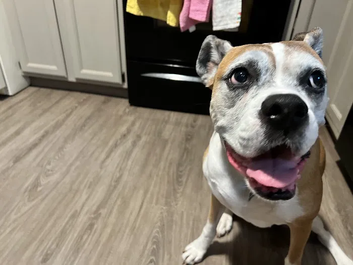 Best Friends Animal Hospital & Pet Resources Picture 3