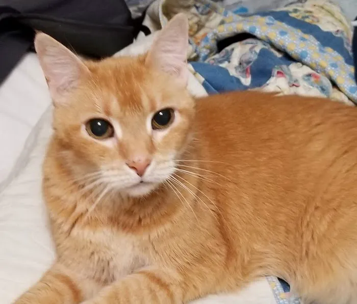 Best Friends Animal Hospital & Pet Resources Picture 8