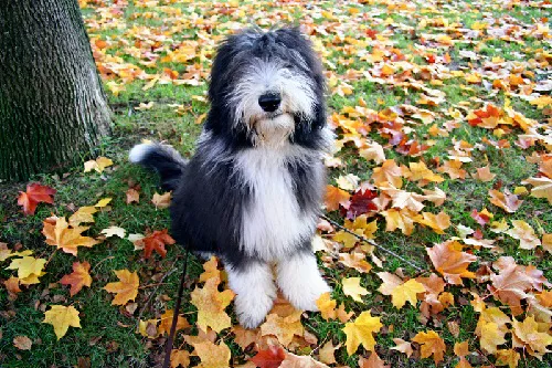 Best Friends Animal Hospital & Pet Resources Picture 7