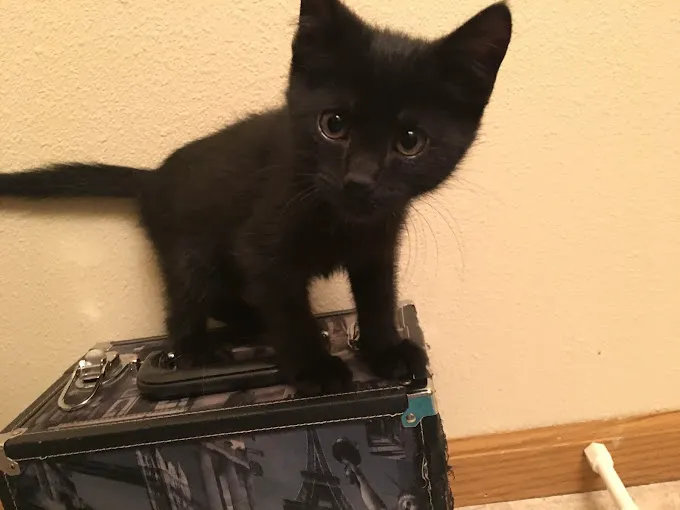 Lashley Animal Hospital Picture 1