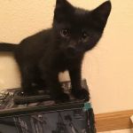 Lashley Animal Hospital