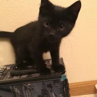 Lashley Animal Hospital ico