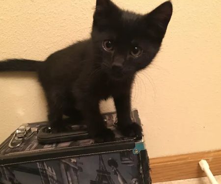 Lashley Animal Hospital