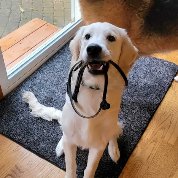 Lashley Animal Hospital Picture 4