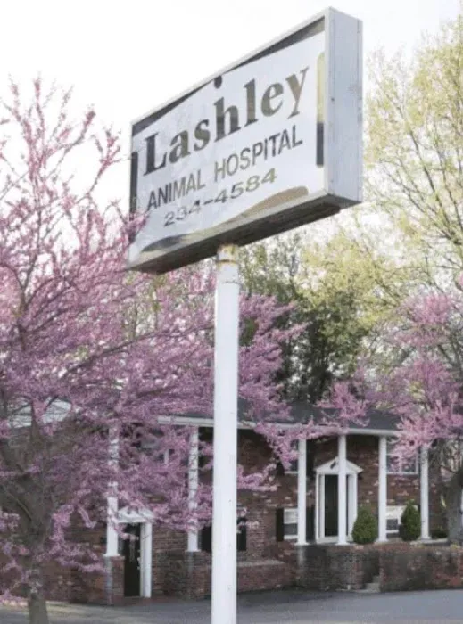 Lashley Animal Hospital Picture 2