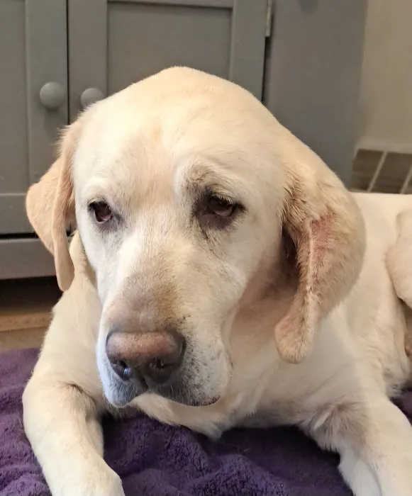 Lashley Animal Hospital Picture 5