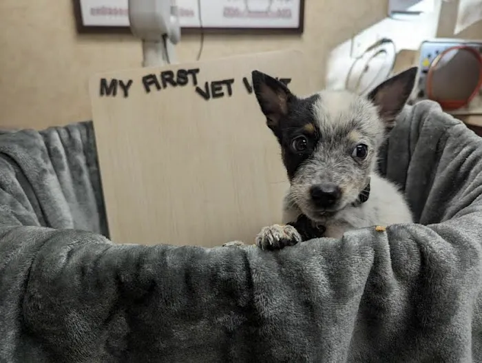 Lashley Animal Hospital Picture 3