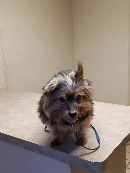 Lashley Animal Hospital Picture 7