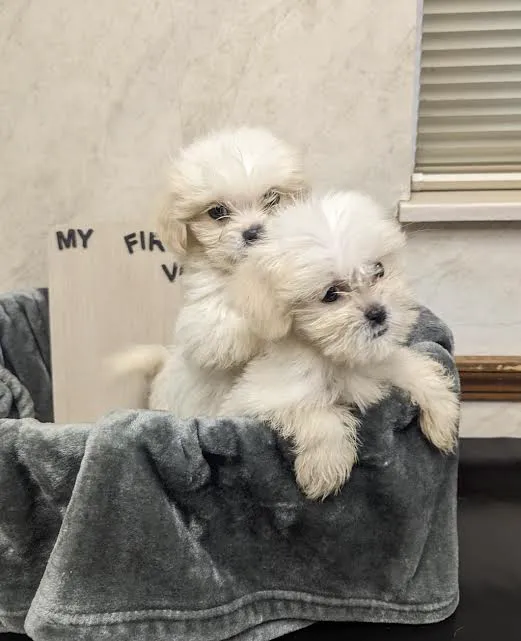 Lashley Animal Hospital Picture 8