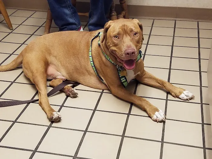 Lashley Animal Hospital Picture 6