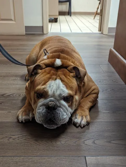 Lashley Animal Hospital Picture 10