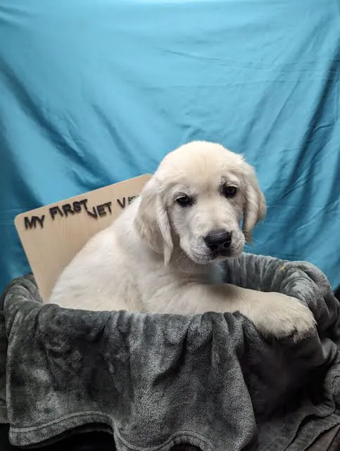 Lashley Animal Hospital Picture 9