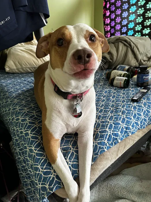 Fairview Heights Animal Clinic Picture 1