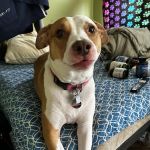 Fairview Heights Animal Clinic