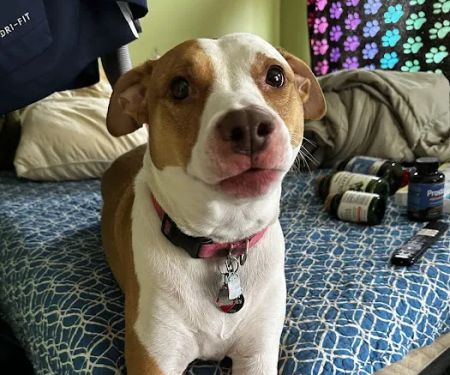 Fairview Heights Animal Clinic