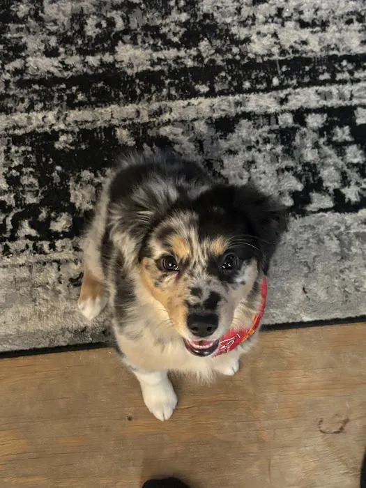 Fairview Heights Animal Clinic Picture 2