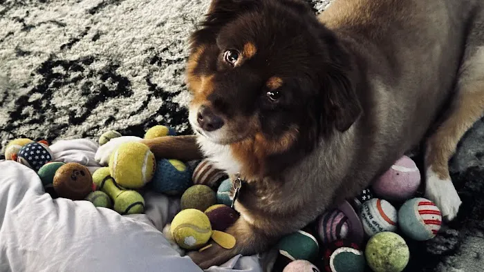 Fairview Heights Animal Clinic Picture 3