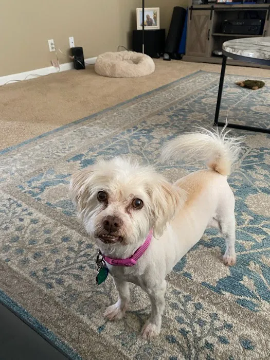 Fairview Heights Animal Clinic Picture 7