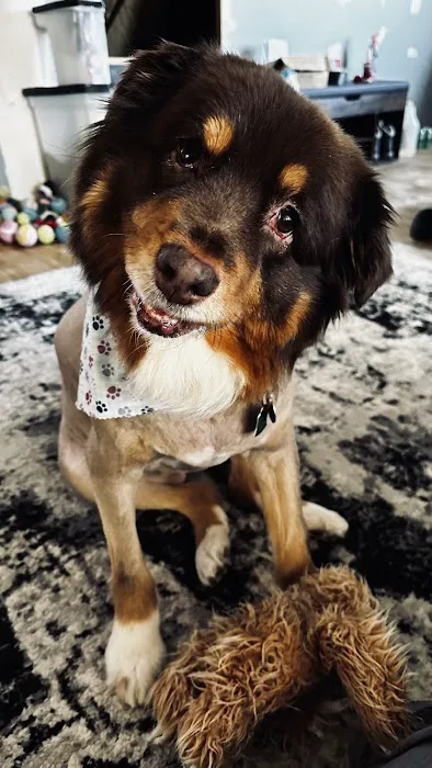 Fairview Heights Animal Clinic Picture 4