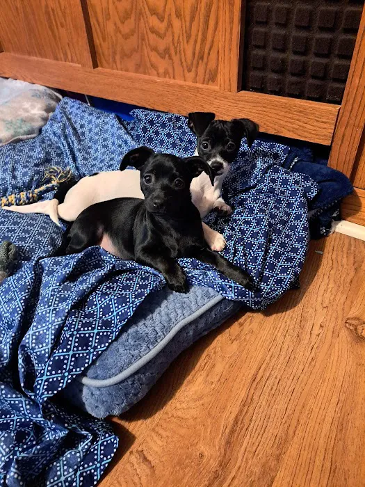 Fairview Heights Animal Clinic Picture 9