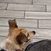 Kingsbury Animal Hospital ico