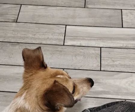 Kingsbury Animal Hospital