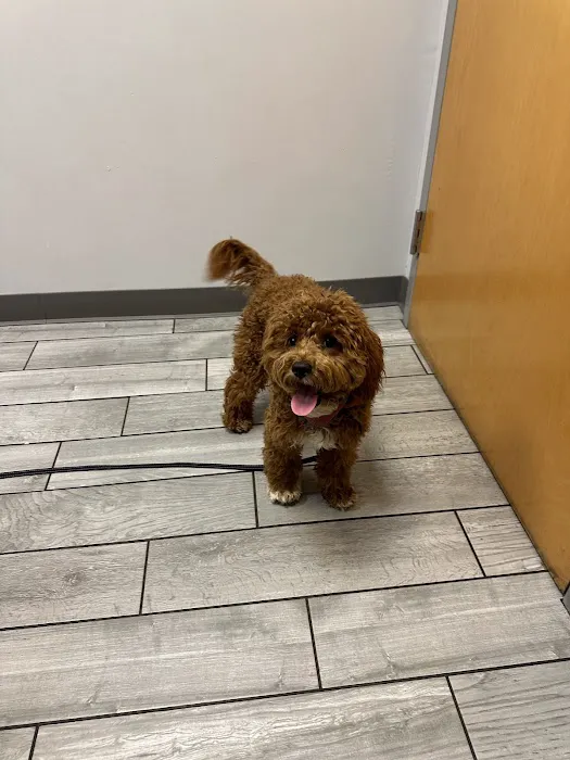 Kingsbury Animal Hospital Picture 5