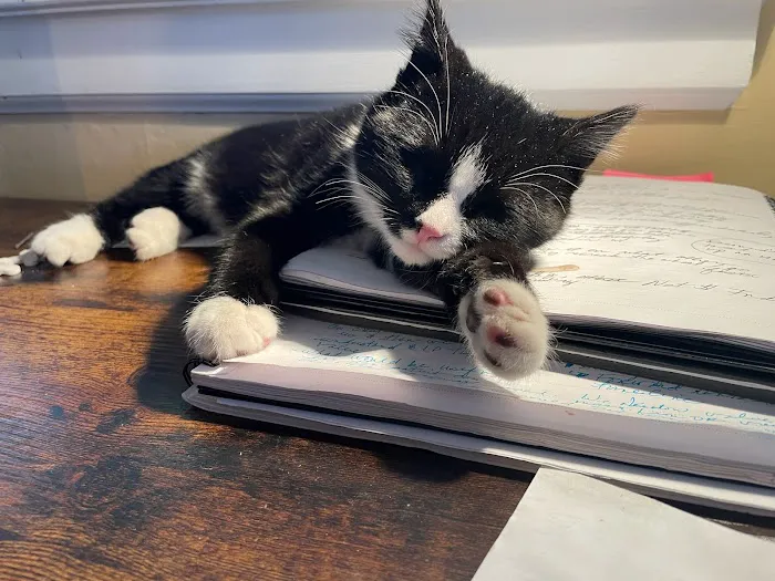 Kingsbury Animal Hospital Picture 4