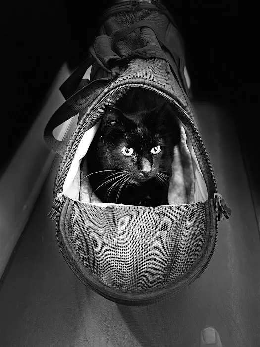 Kingsbury Animal Hospital Picture 10