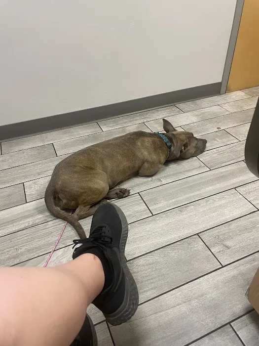 Kingsbury Animal Hospital Picture 8