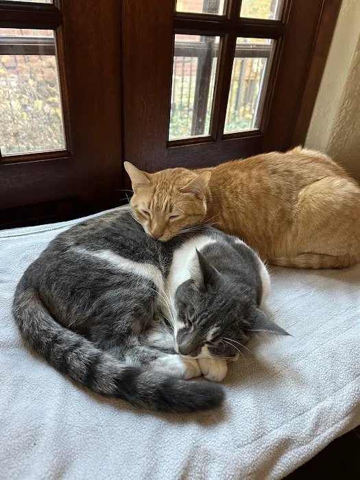 Kingsbury Animal Hospital Picture 7