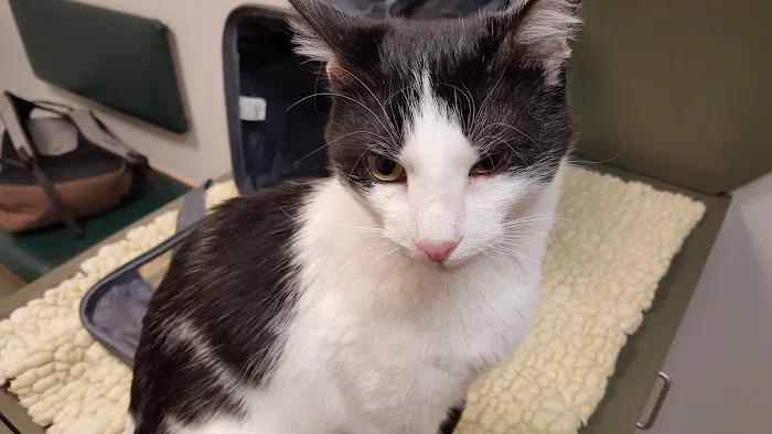 Kingsbury Animal Hospital Picture 9