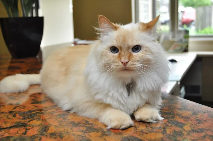 My Best Friend Veterinary Center Picture 4